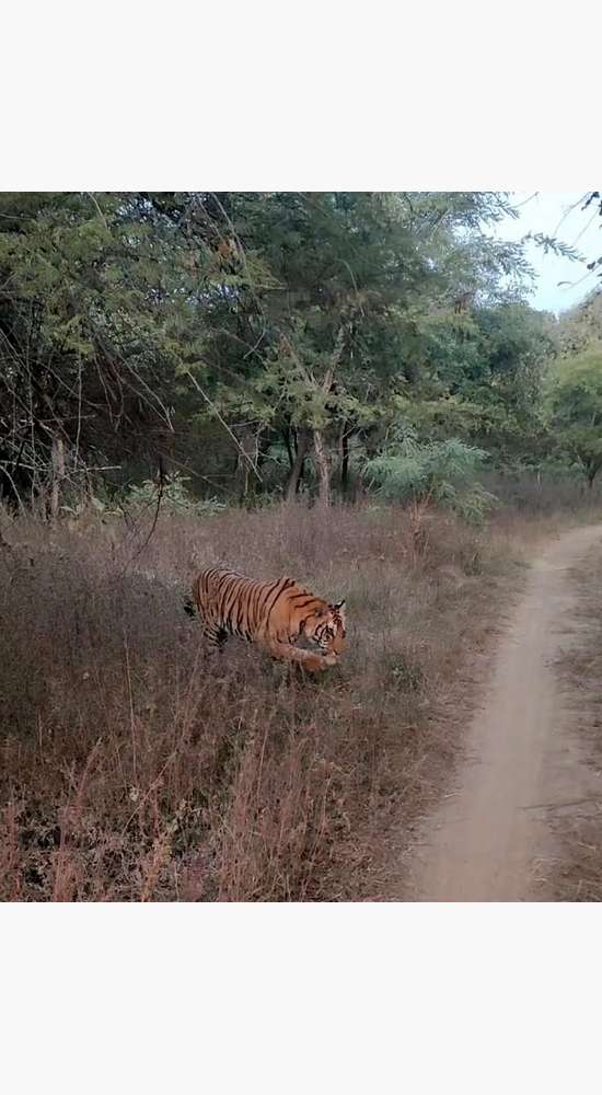 Into the Wild: A Learning Journey at Tadoba-Andhari Tiger Reserve!